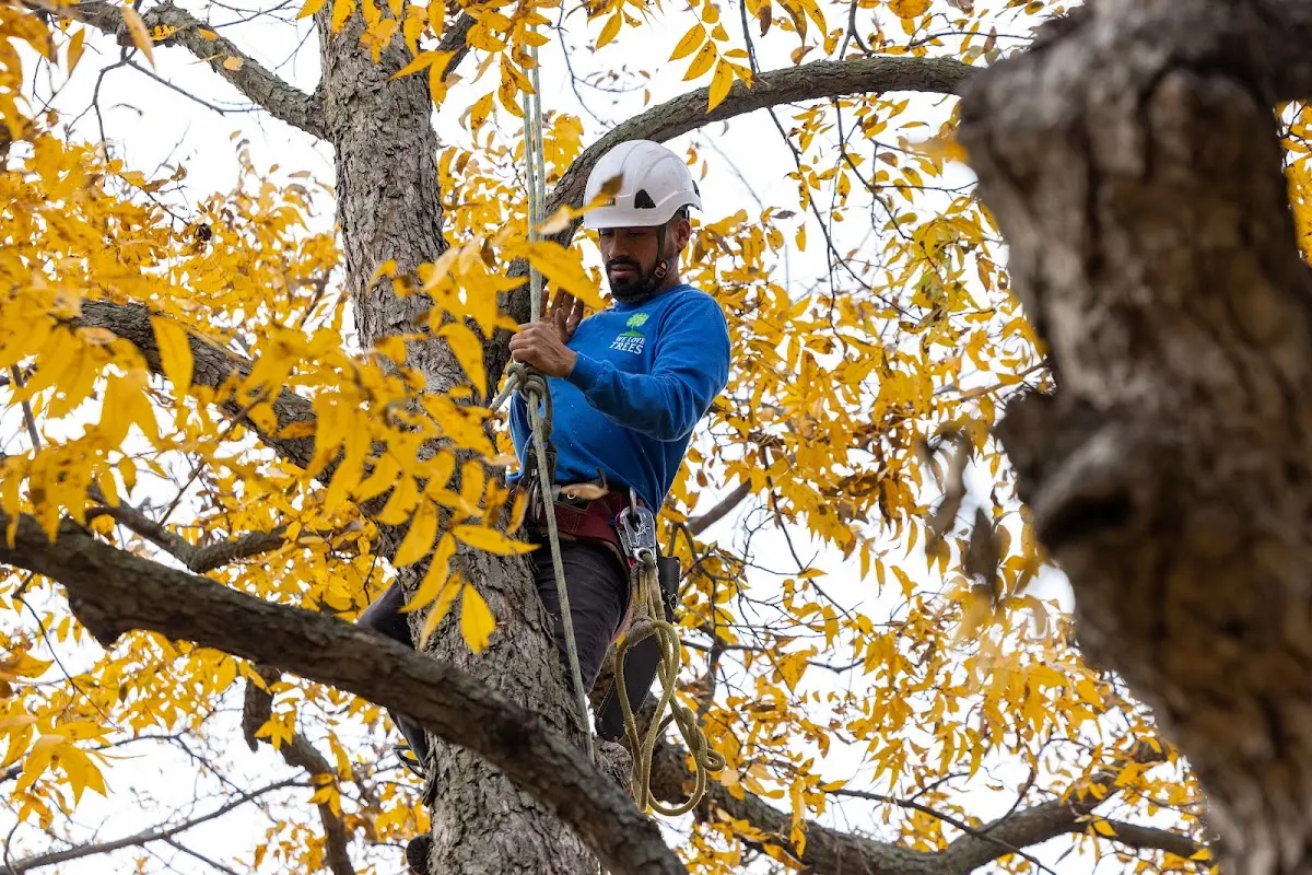 Skilled Storm Damage Cleanup crew working in Vienna